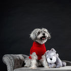 CXC Pet editorial pet jewellery lifestyle photography