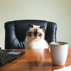 Himalayan cat with luxury pet collar - CXC Pet crystal jewellery for cats