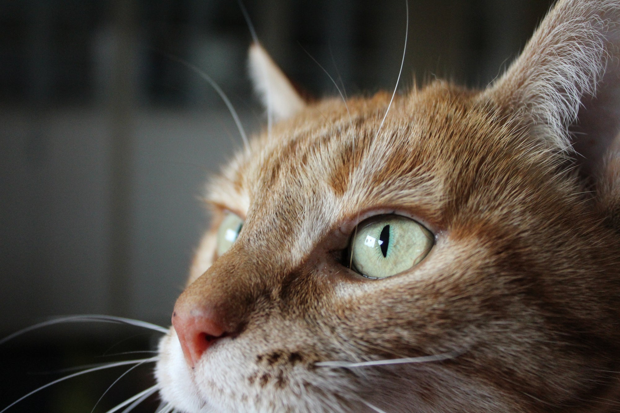 Orange tabby cat wearing CXC Pet crystal collar - decorative pet jewellery