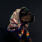 Styled dog with CXC Pet decorative collar - premium pet fashion jewellery